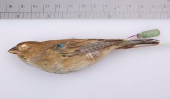Media type: image;   Ornithology 230179